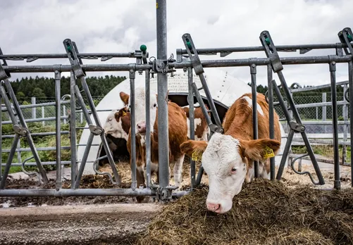 Cows feeding in a barn