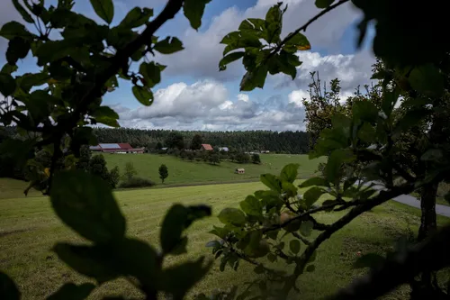 Black Forest meadows seen through tree branches