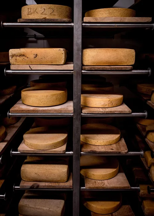 Cheese wheels maturing on wooden shelves