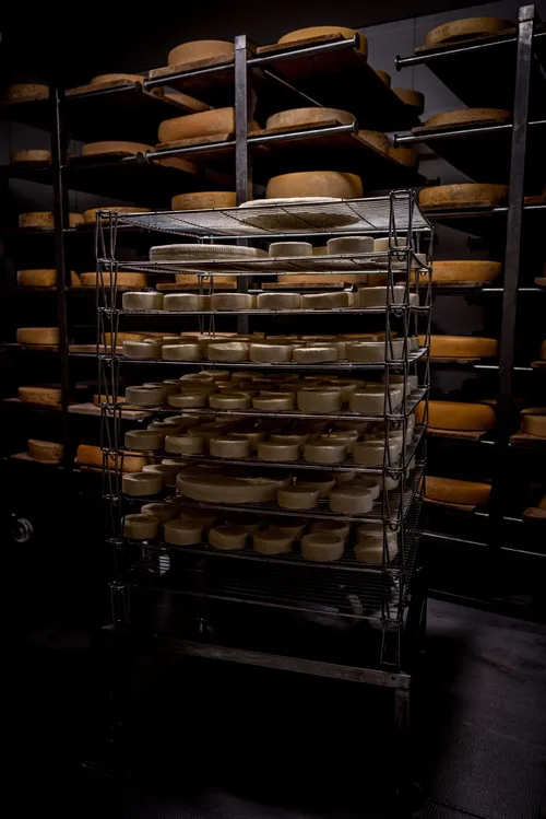 Rack of cheese wheels ripening in the cellar