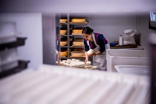Cheesemaker working in the dairy