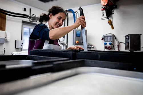 Cheesemaker stirring milk in a large vat