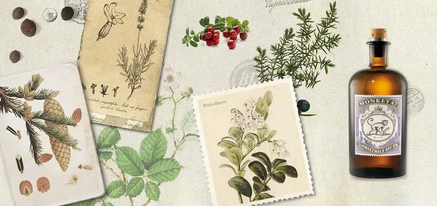 Collage of botanical illustrations, postcards and a Monkey 47 bottle