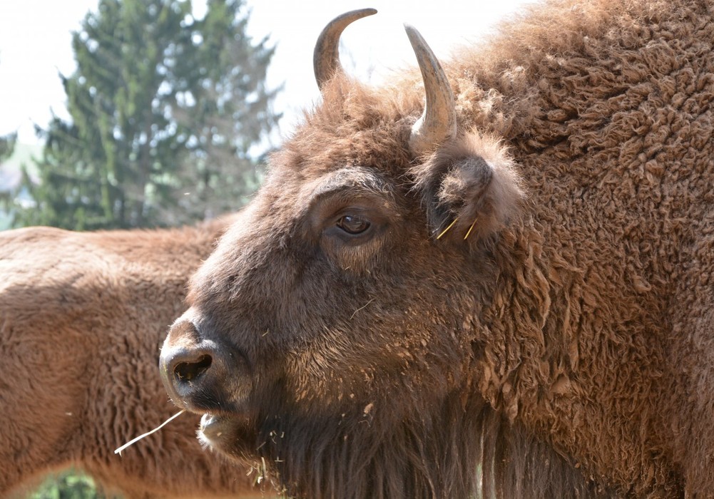 Oq yigit qora yigitni soradi video