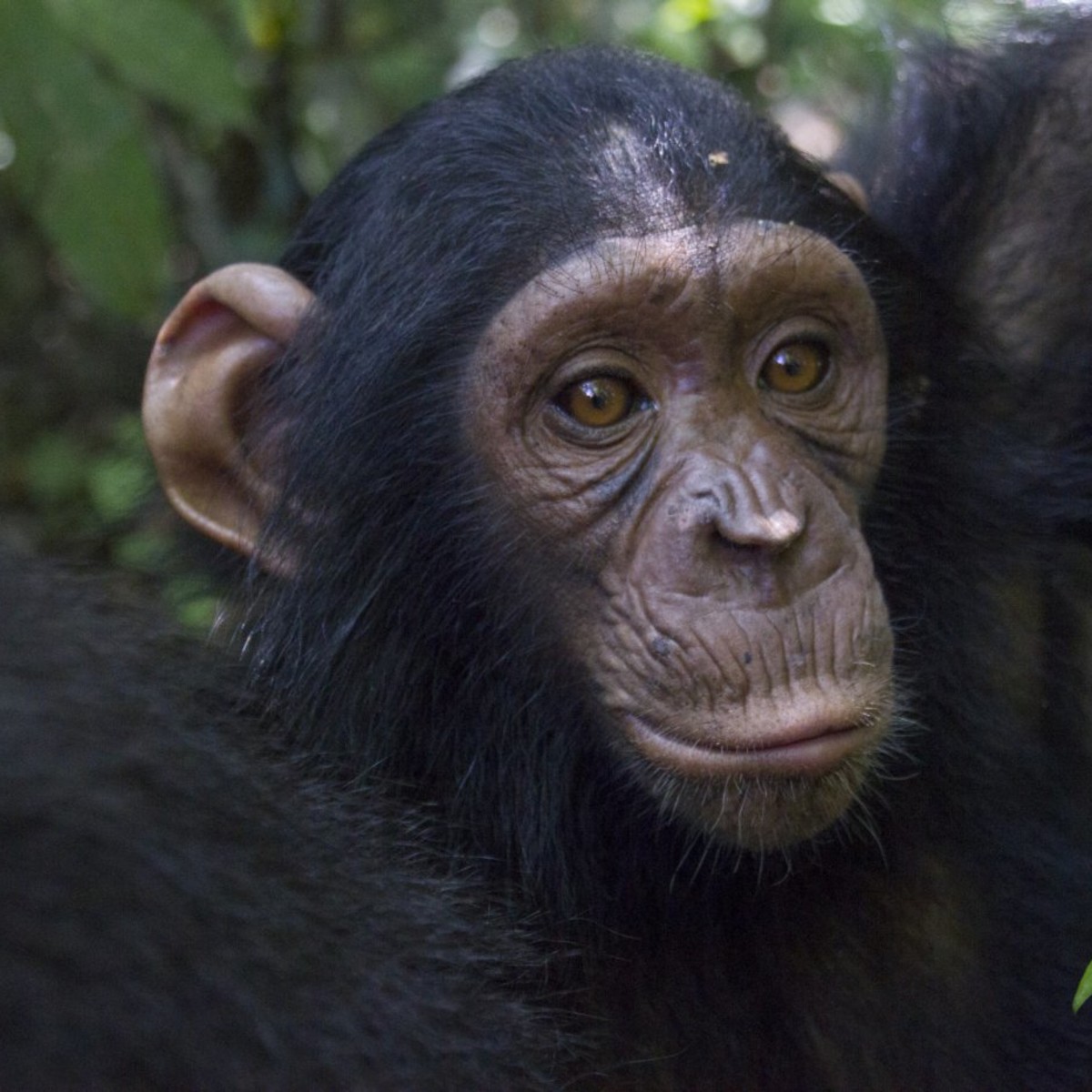 Темно обезьяна. Черная обезьяна. Черный шимпанзе. Черная мартышка. Обезьяна черного цвета.